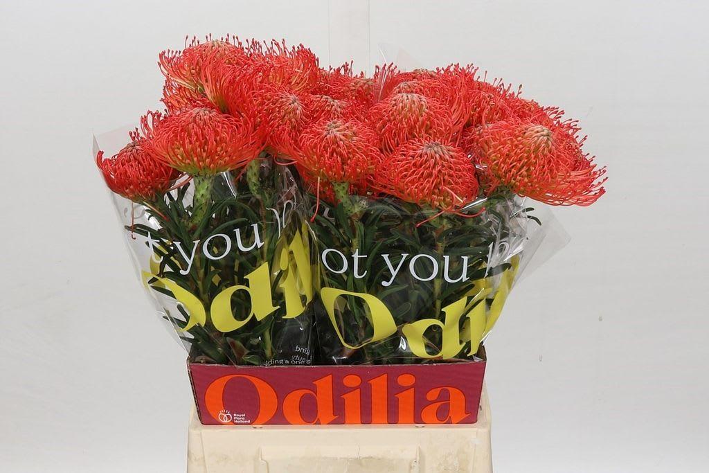 Срезанные цветы оптом Nutans succession от 30шт. из Голландии с доставкой по России