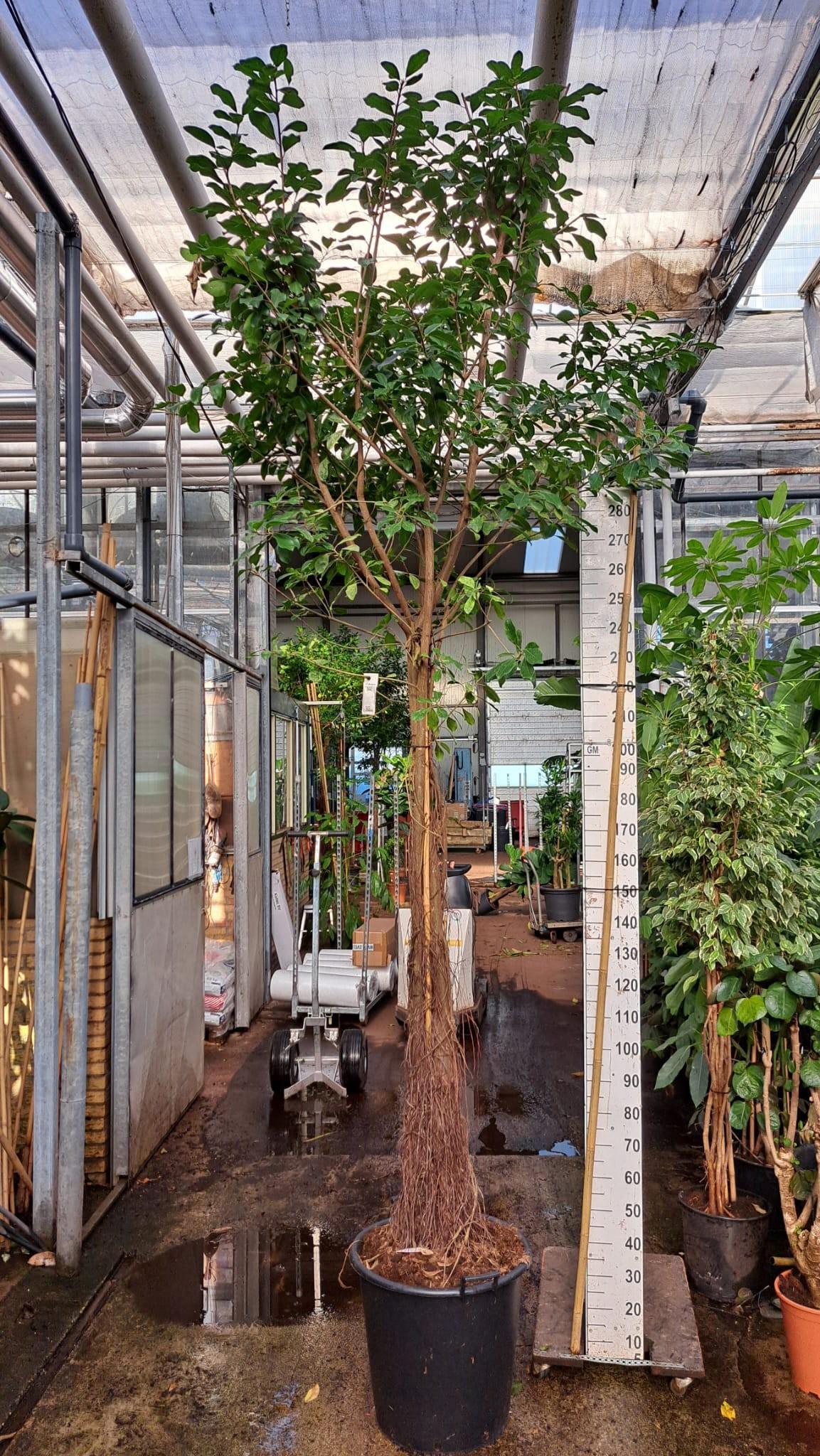 Горшечные цветы и растения оптом Ficus Natalensis Lynn Multistam от 1шт из Голландии с доставкой по России