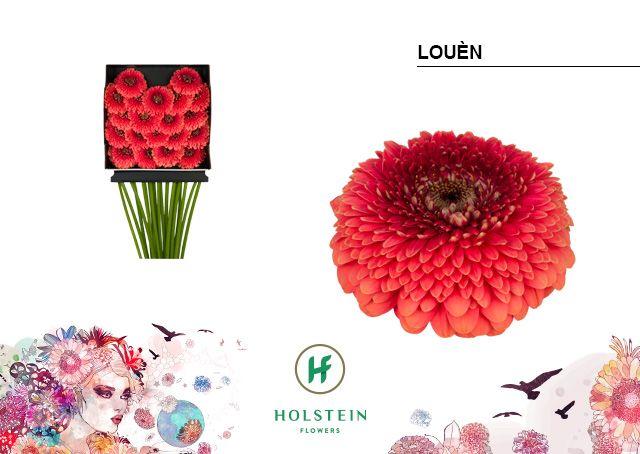 Срезанные цветы оптом Germini diamond louen от 20шт из Голландии с доставкой по России