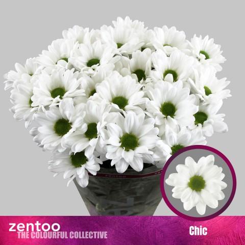 Срезанные цветы оптом Chrys sp chic от 80шт из Голландии с доставкой по России