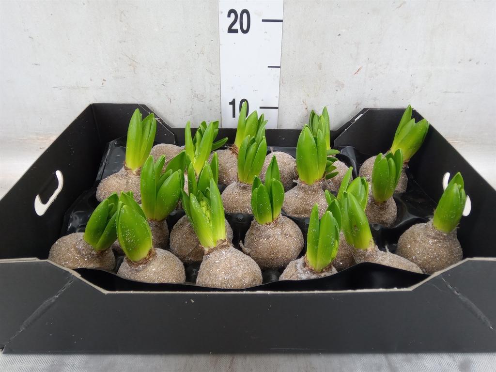 Горшечные цветы и растения оптом Hyacinthus Orie.   ...waxed H% от 20шт из Голландии с доставкой по России