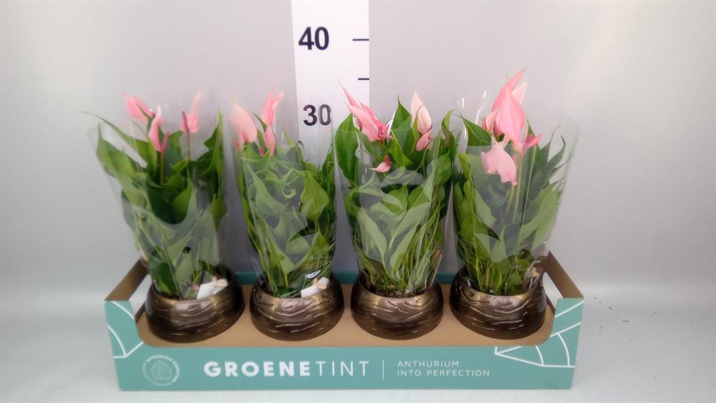 Горшечные цветы и растения оптом Anthurium Andr. lilli от 4шт из Голландии с доставкой по России