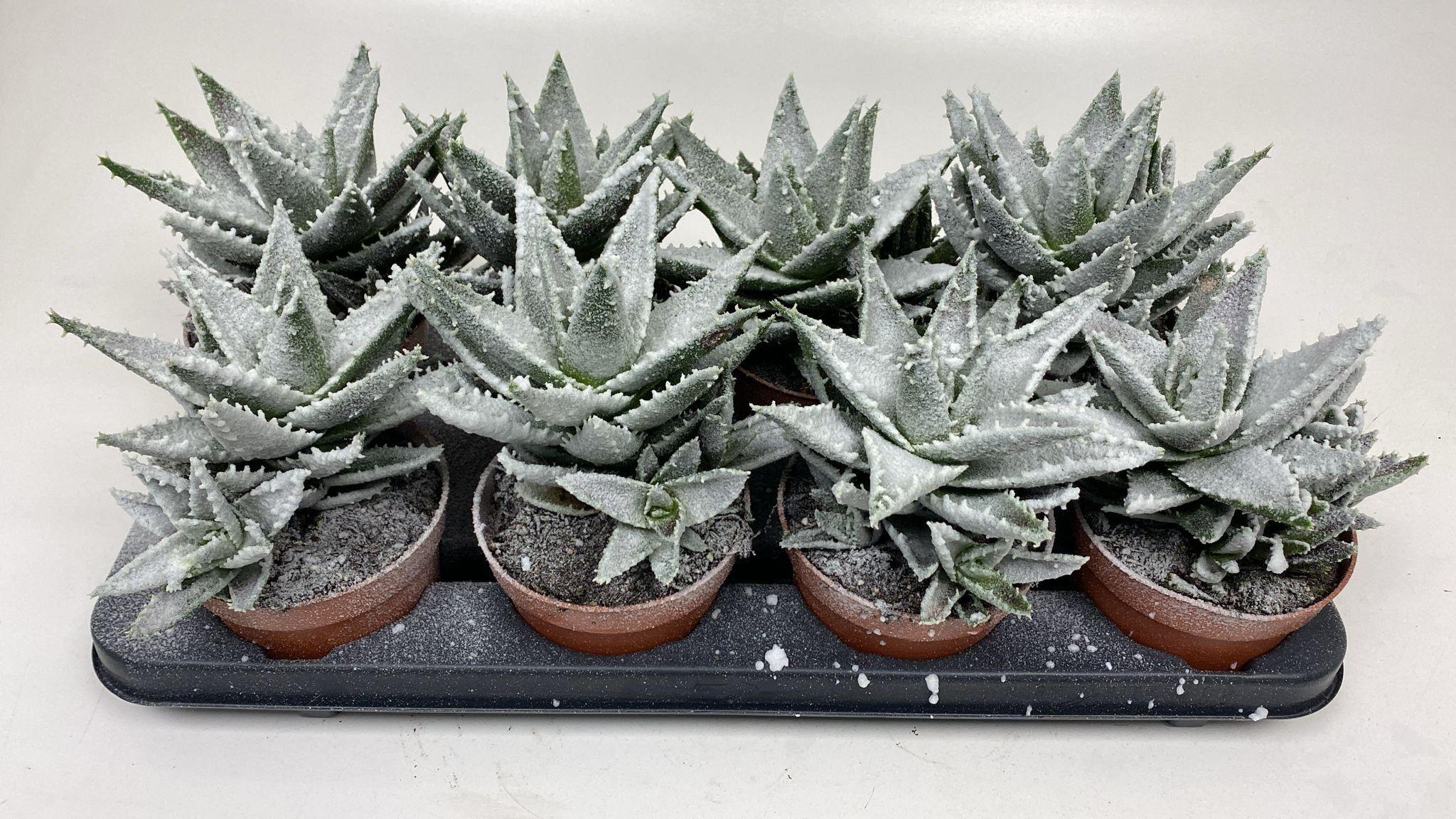 Горшечные цветы и растения оптом Aloe Frosty от 8шт из Голландии с доставкой по России