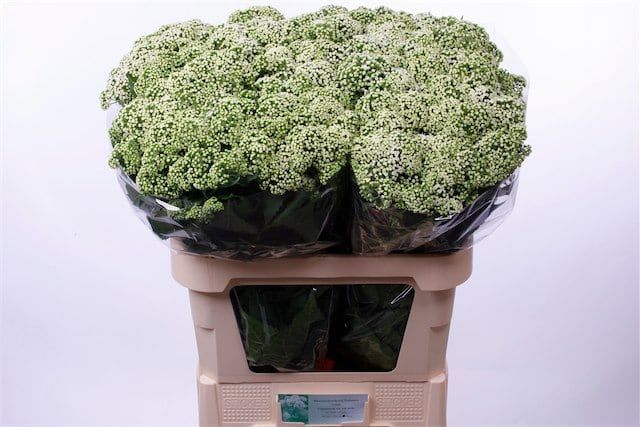 Срезанные цветы оптом Eupatorium white от 100шт. из Голландии с доставкой по России