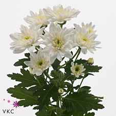 Срезанные цветы оптом Chrys sp baltica от 140шт из Голландии с доставкой по России