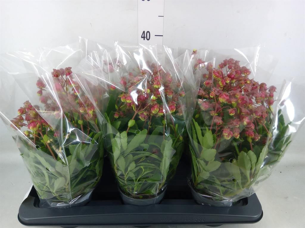 Горшечные цветы и растения оптом Kalanchoe Hg ... от 6шт из Голландии с доставкой по России