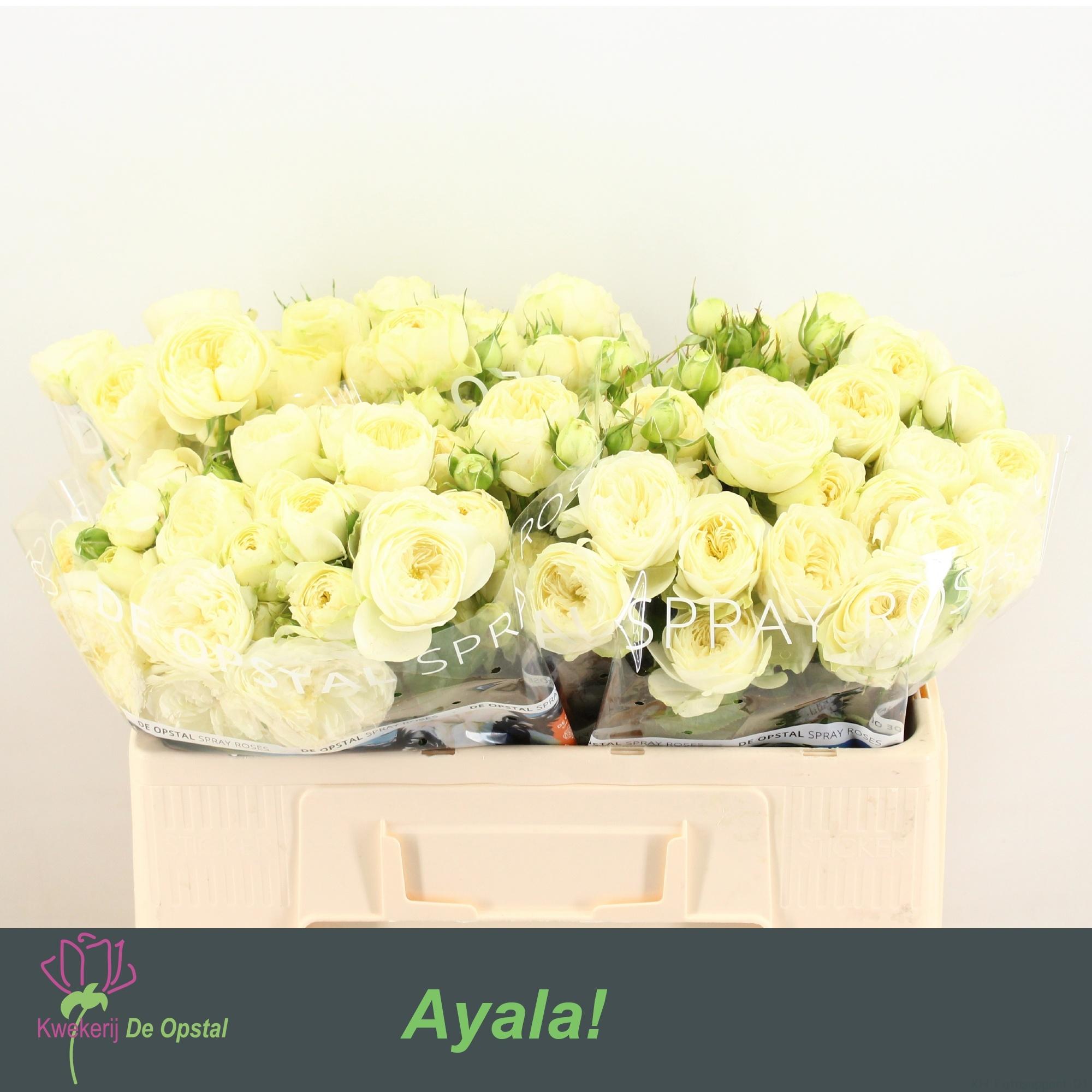 Срезанные цветы оптом Rosa spray ayala! от 30шт из Голландии с доставкой по России