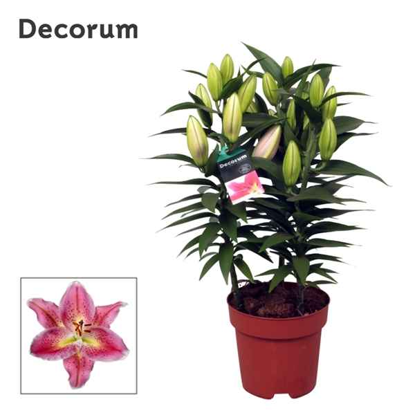 Горшечные цветы и растения оптом Lilium Or Reeleeze 4pp (decorum) от 6шт из Голландии с доставкой по России