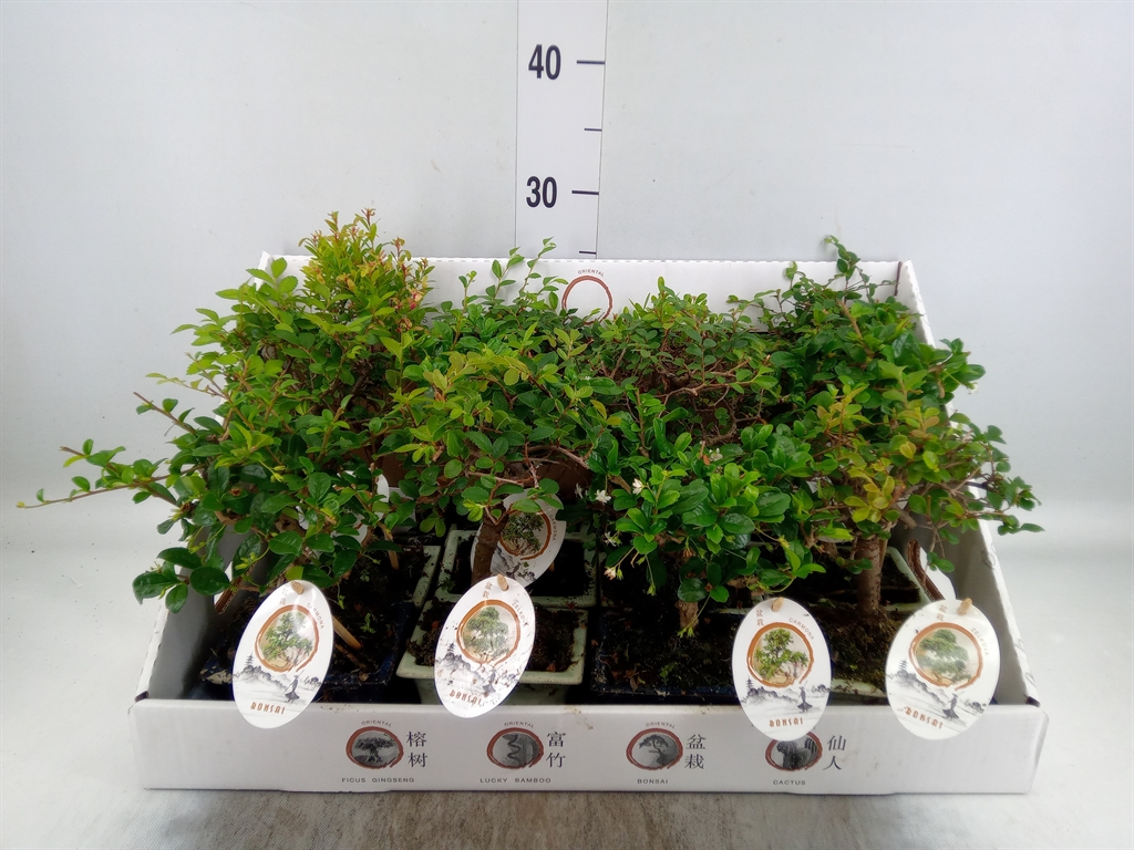Горшечные цветы и растения оптом Bonsai   ...mix от 12шт из Голландии с доставкой по России