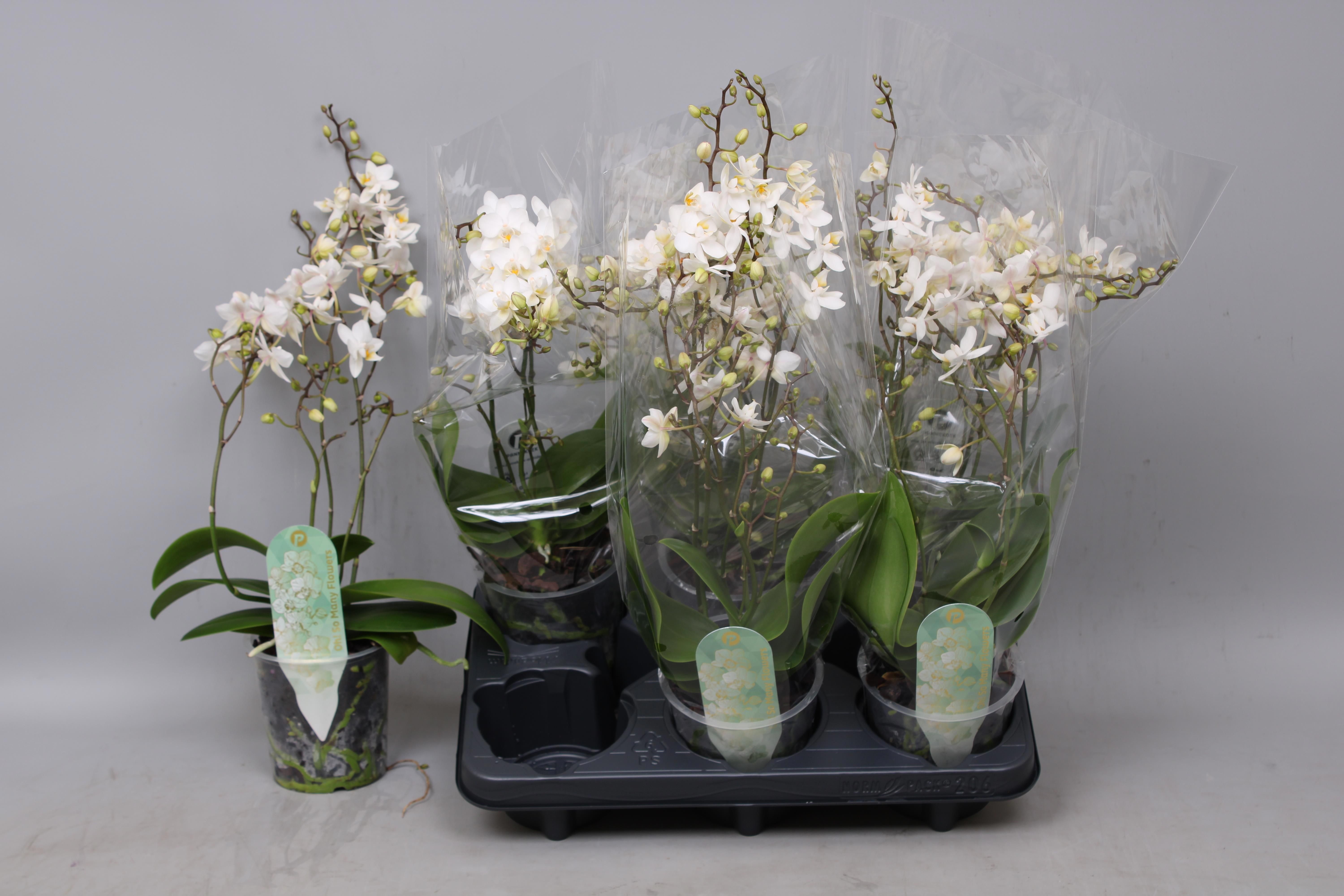 Горшечные цветы и растения оптом Phal Mf F Soft Cloud от 6шт из Голландии с доставкой по России