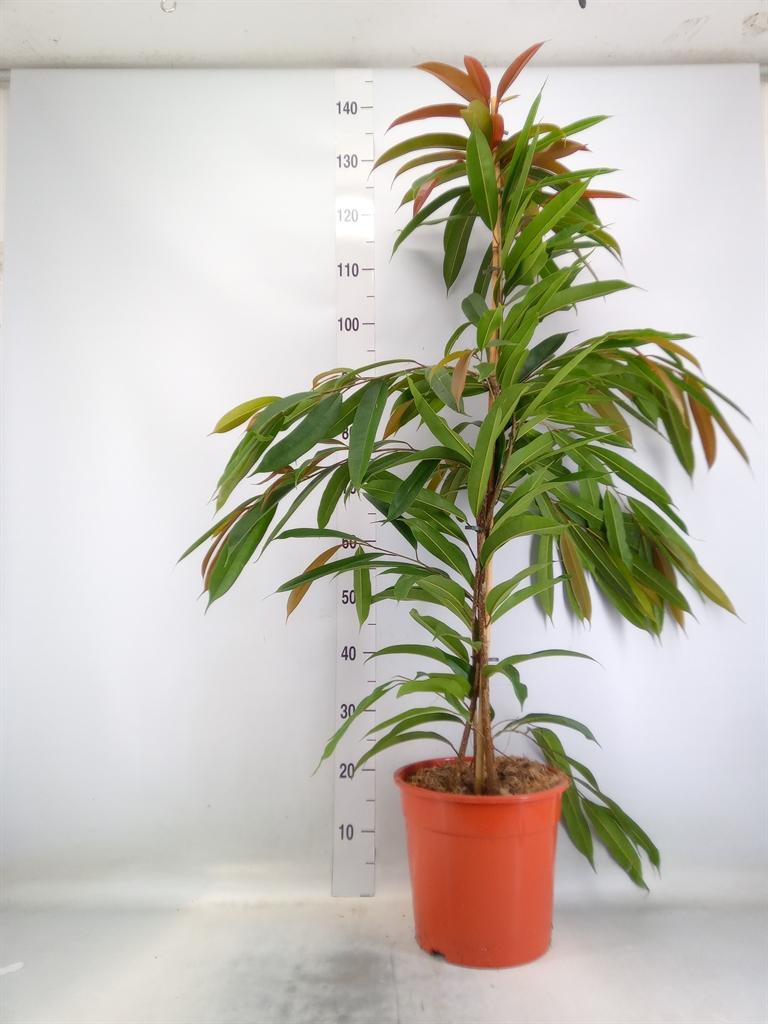 Горшечные цветы и растения оптом Ficus Bin Amstel King от 1шт из Голландии с доставкой по России