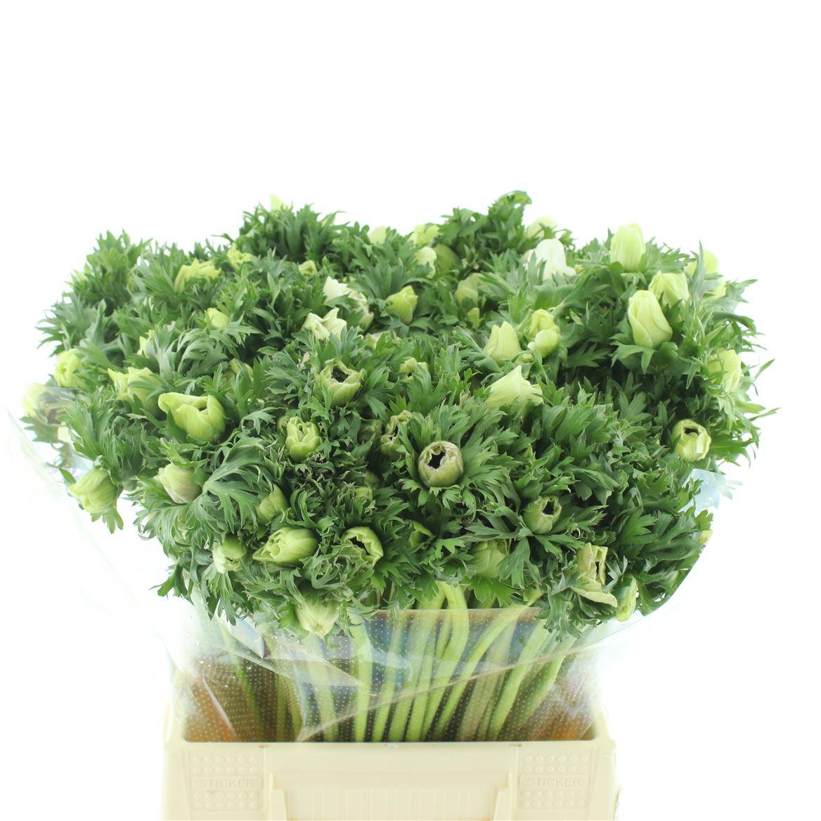 Срезанные цветы оптом Anemone marianne white от 150шт из Голландии с доставкой по России