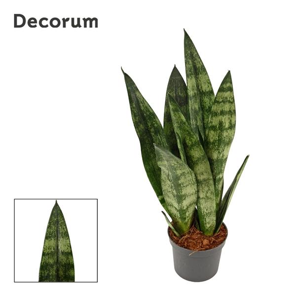 Горшечные цветы и растения оптом Sansevieria Frozen (decorum) от 18шт (для телеги) из Голландии с доставкой по России