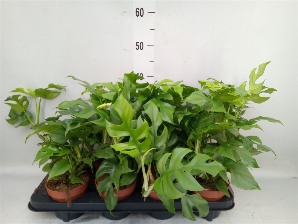 Горшечные цветы и растения оптом Monstera Minima от 8шт из Голландии с доставкой по России
