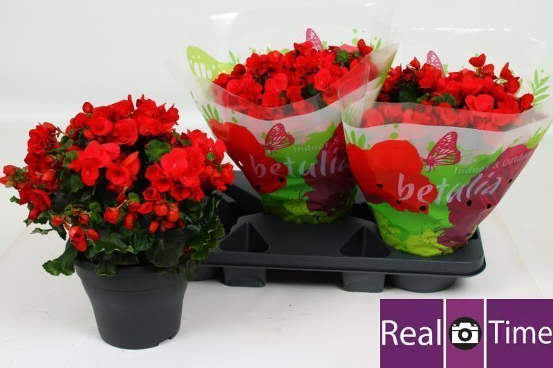Горшечные цветы и растения оптом Beg Hl Bet Red от 3шт (для телеги) из Голландии с доставкой по России