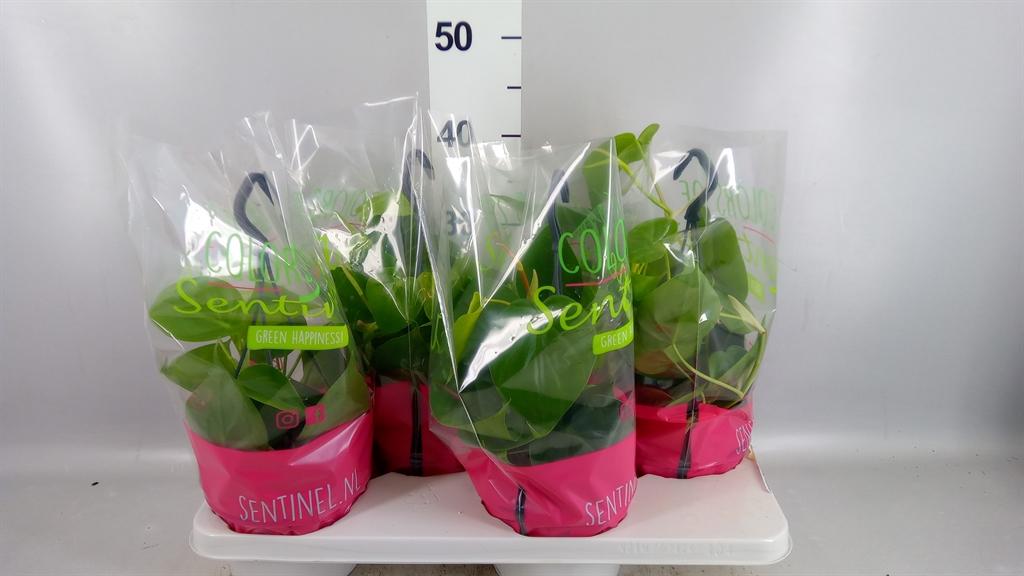 Горшечные цветы и растения оптом Philodendron Scand. от 4шт из Голландии с доставкой по России