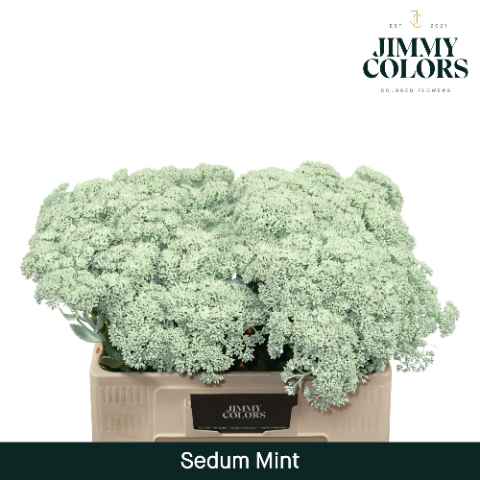 Срезанные цветы оптом Sedum paint mintgreen от 25шт из Голландии с доставкой по России