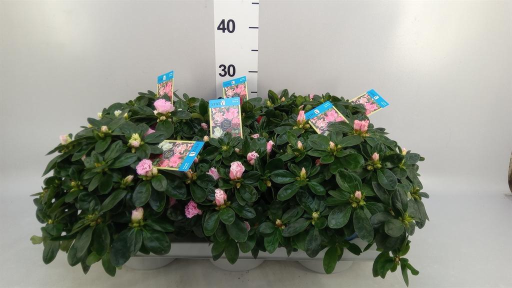Горшечные цветы и растения оптом Rhododendron Sim. hellmut V .mix6 от 6шт из Голландии с доставкой по России