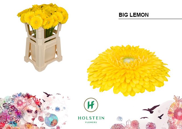 Срезанные цветы оптом Gerbera gerponi big lemon от 40шт из Голландии с доставкой по России