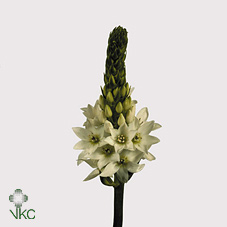 Срезанные цветы оптом Ornithogalum thyr mount fuji от 200шт.. из Голландии с доставкой по России