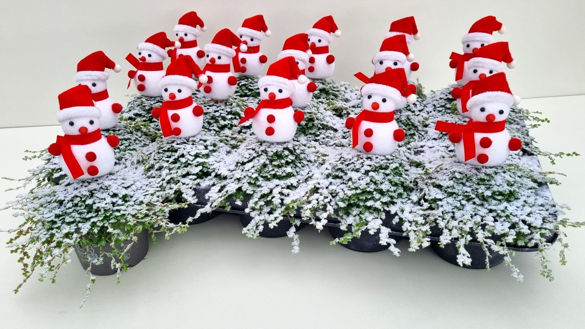 Горшечные цветы и растения оптом Soleirolia Green от 15шт (для телеги) из Голландии с доставкой по России