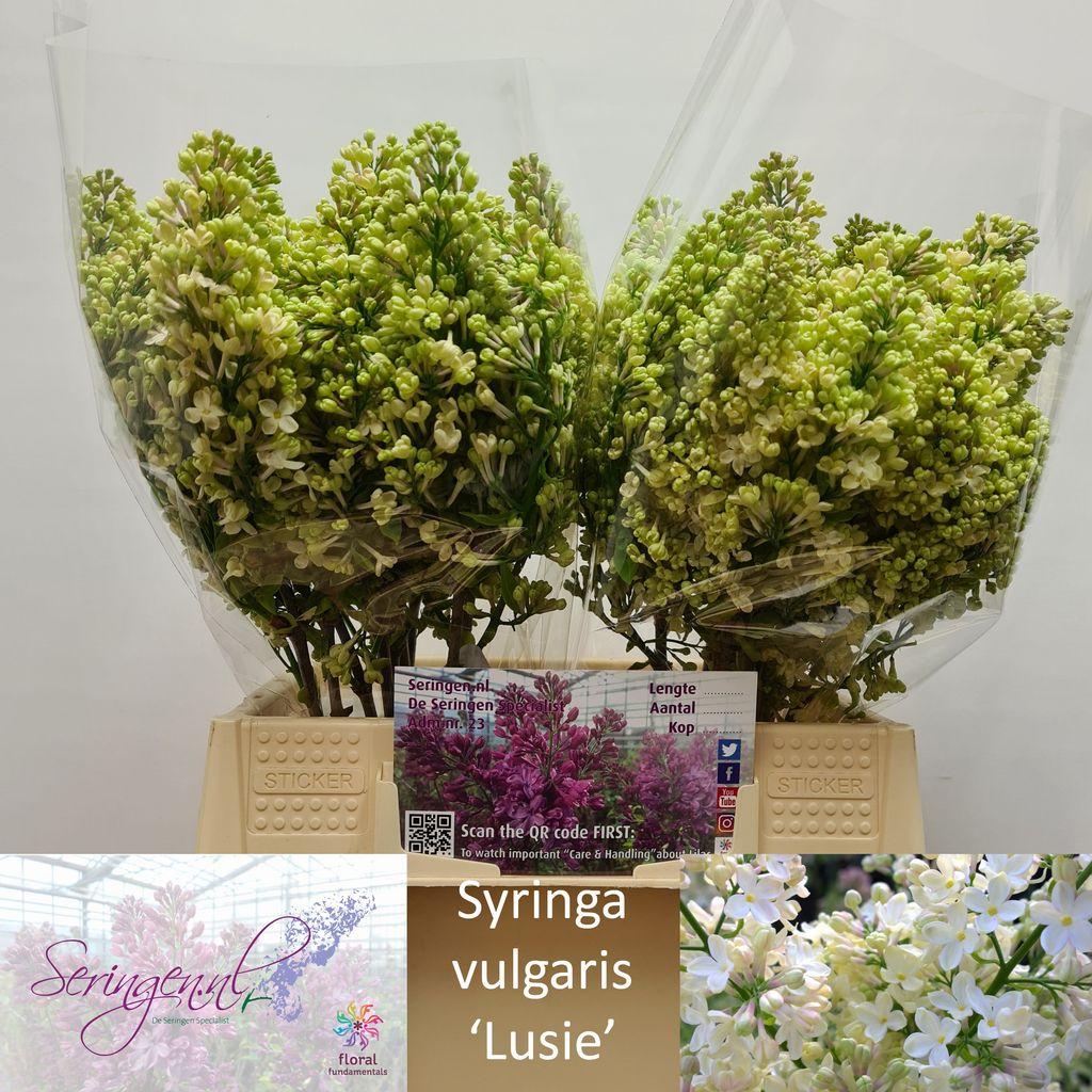 Срезанные цветы оптом Syringa primrose от 30шт из Голландии с доставкой по России