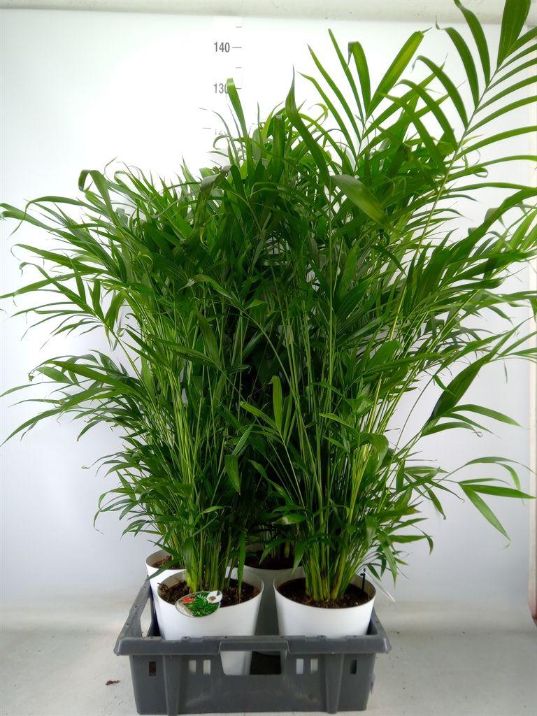 Горшечные цветы и растения оптом Chamaedorea Cataractarum от 4шт из Голландии с доставкой по России