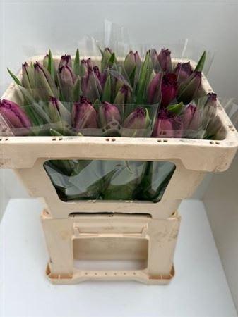 Срезанные цветы оптом Tulipa si от 25шт из Голландии с доставкой по России