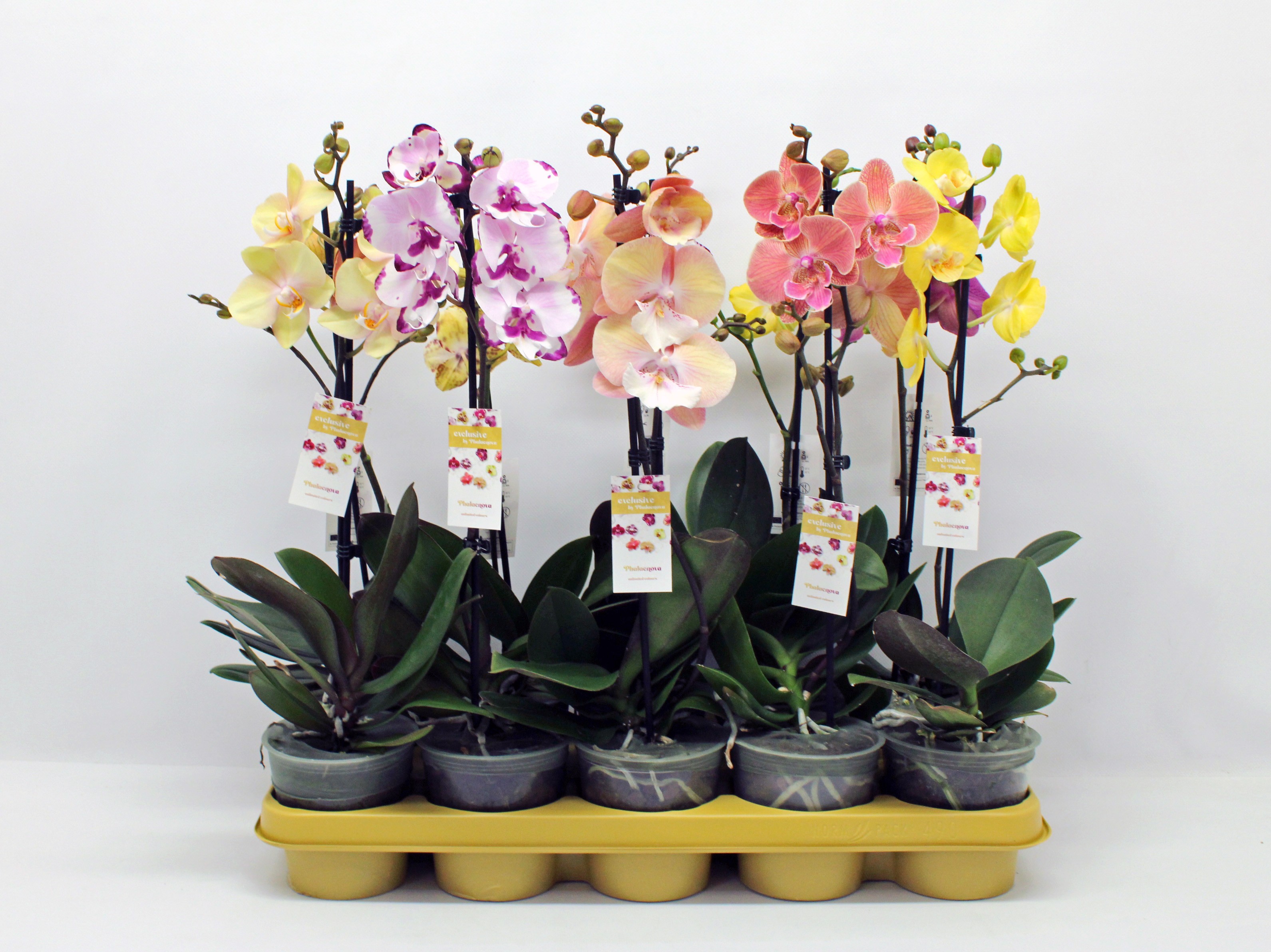 Горшечные цветы и растения оптом Phal 1st Mix 6+ (phalaenova) 8718 от 10шт из Голландии с доставкой по России