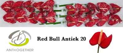 Срезанные цветы оптом Anthurium red bull от 20шт из Голландии с доставкой по России