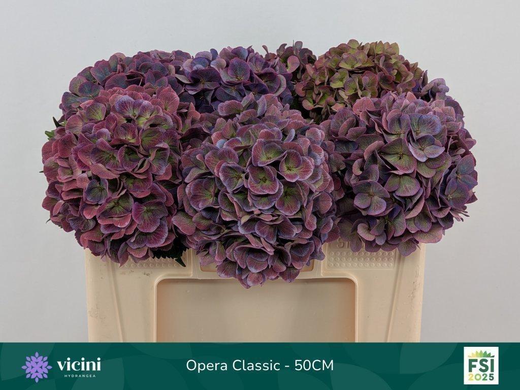 Срезанные цветы оптом Hydrangea royal opera (classic) от 10шт из Голландии с доставкой по России