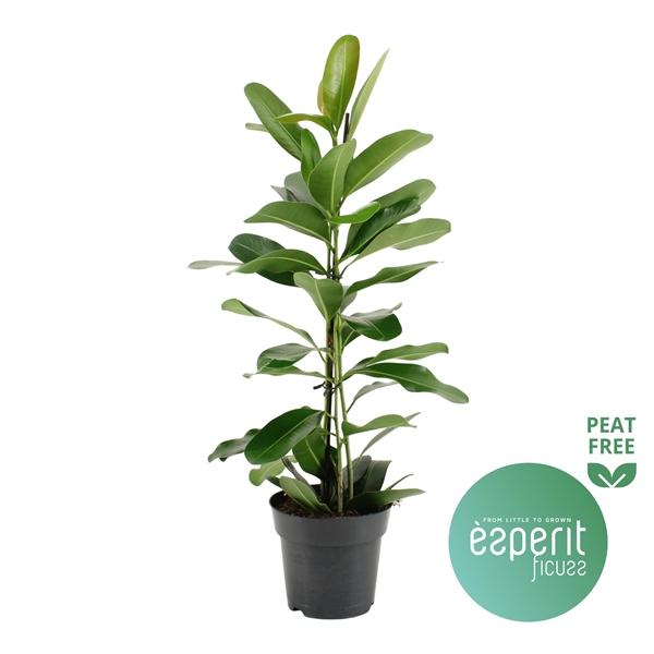 Горшечные цветы и растения оптом Ficus Microcarpa Smile от 6шт из Голландии с доставкой по России