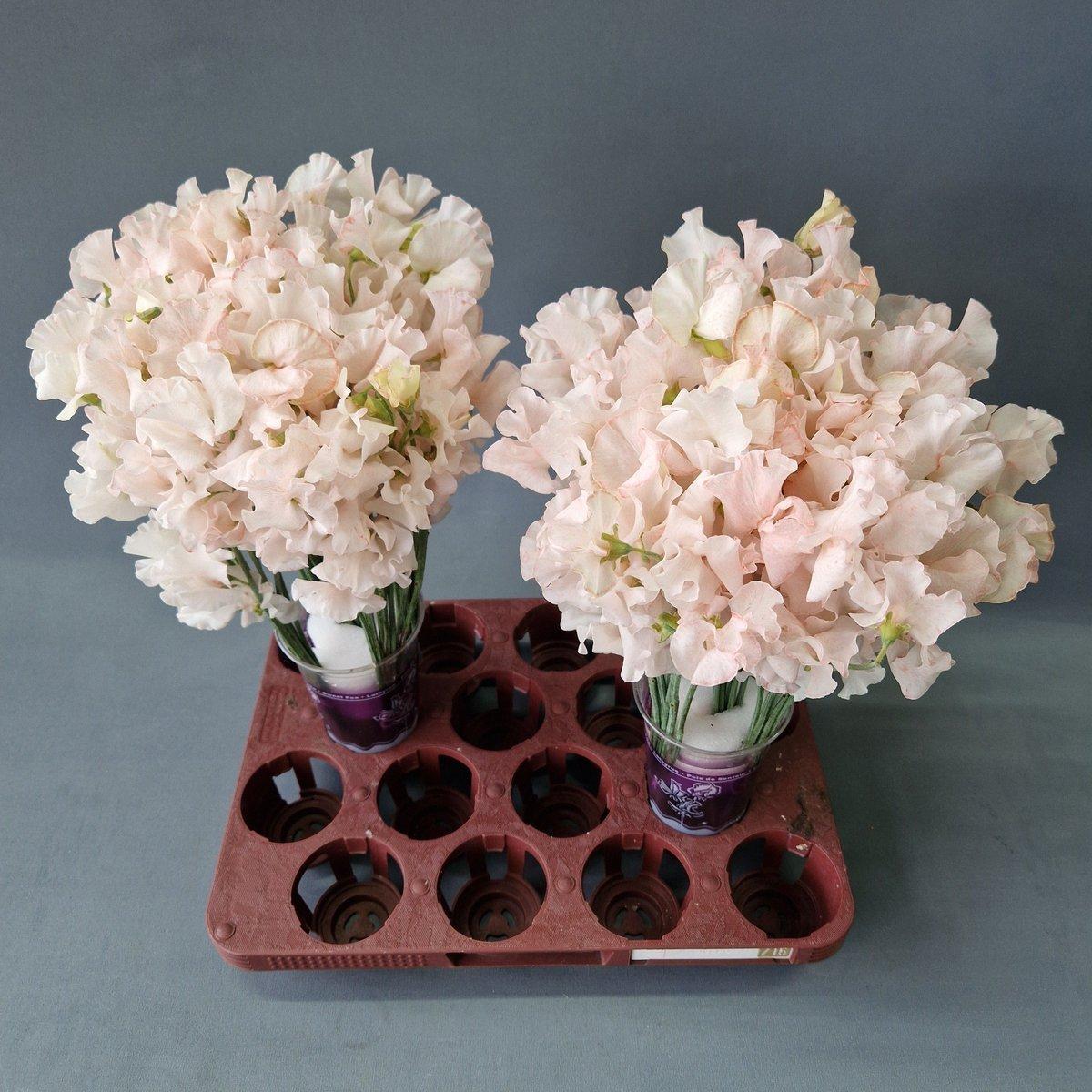 Срезанные цветы оптом Lathyrus paint pink light magic от 100шт из Голландии с доставкой по России