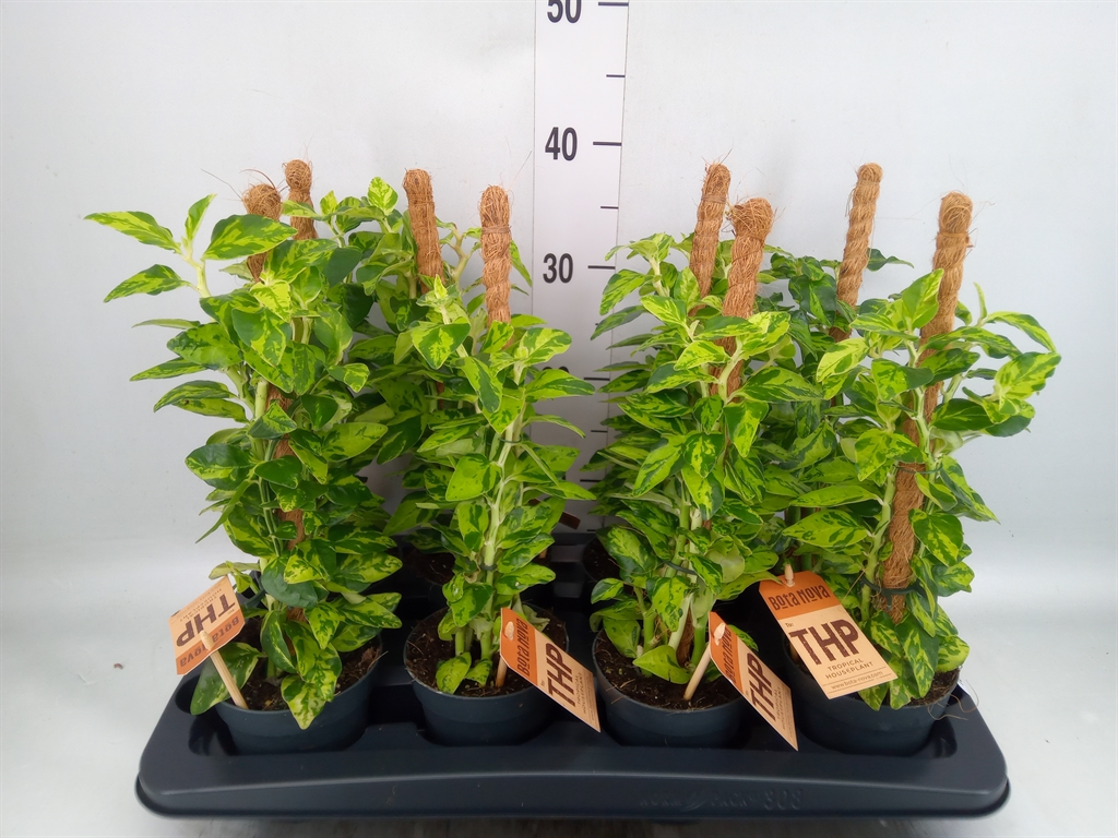 Горшечные цветы и растения оптом Philodendron   ... от 8шт из Голландии с доставкой по России