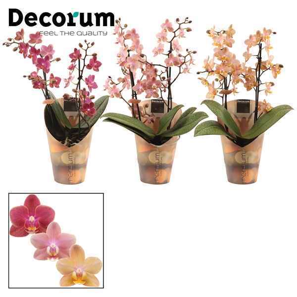 Горшечные цветы и растения оптом Phal Perfíum 2st Mix (decorum) от 6шт из Голландии с доставкой по России