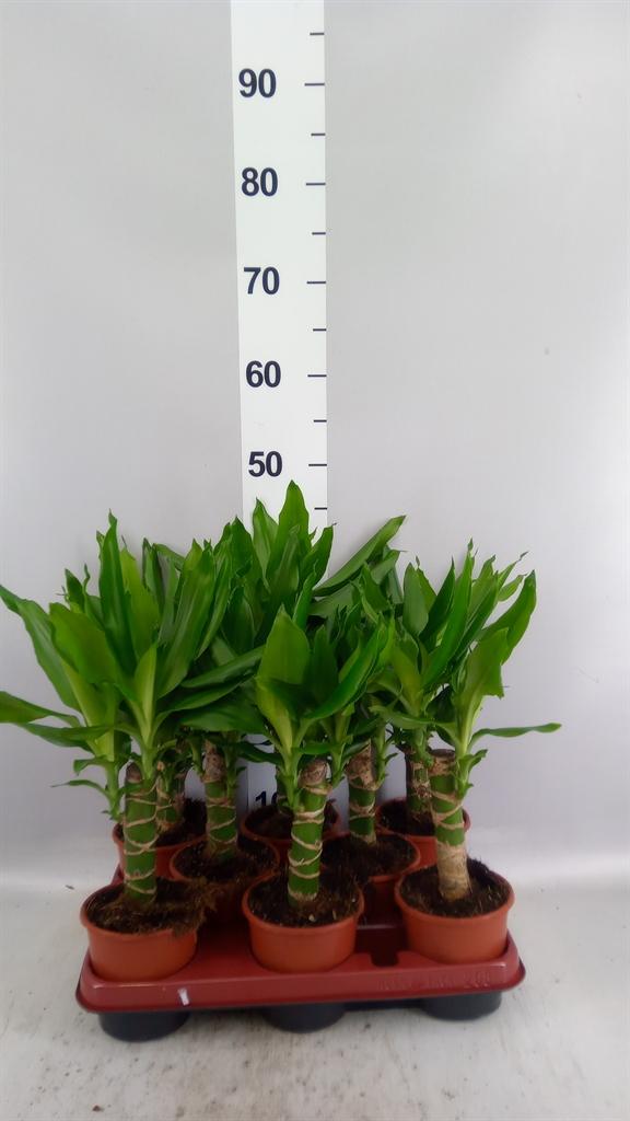 Горшечные цветы и растения оптом Dracaena Frag. steudneri от 8шт из Голландии с доставкой по России