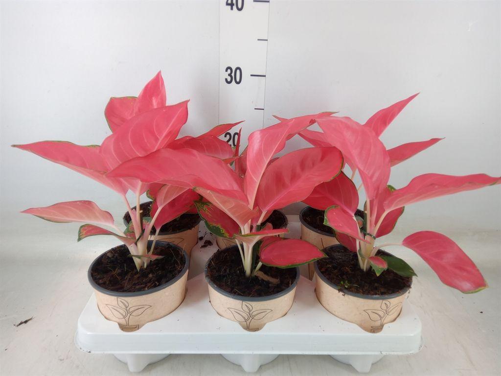 Горшечные цветы и растения оптом Aglaonema   ... от 6шт' из Голландии с доставкой по России