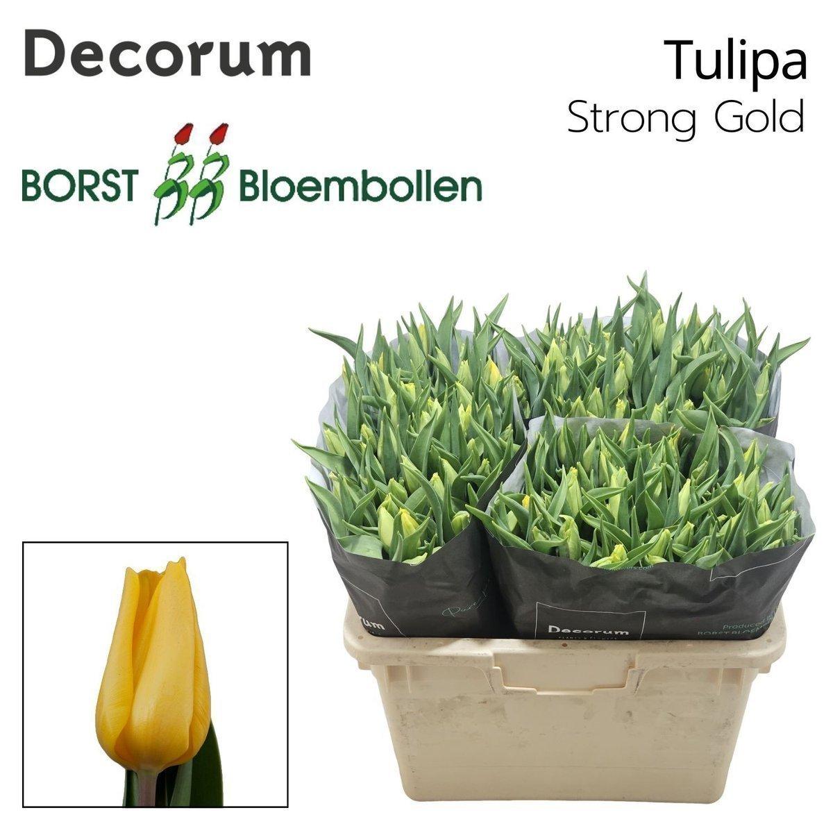 Срезанные цветы оптом Tulipa si strong gold от 150шт из Голландии с доставкой по России