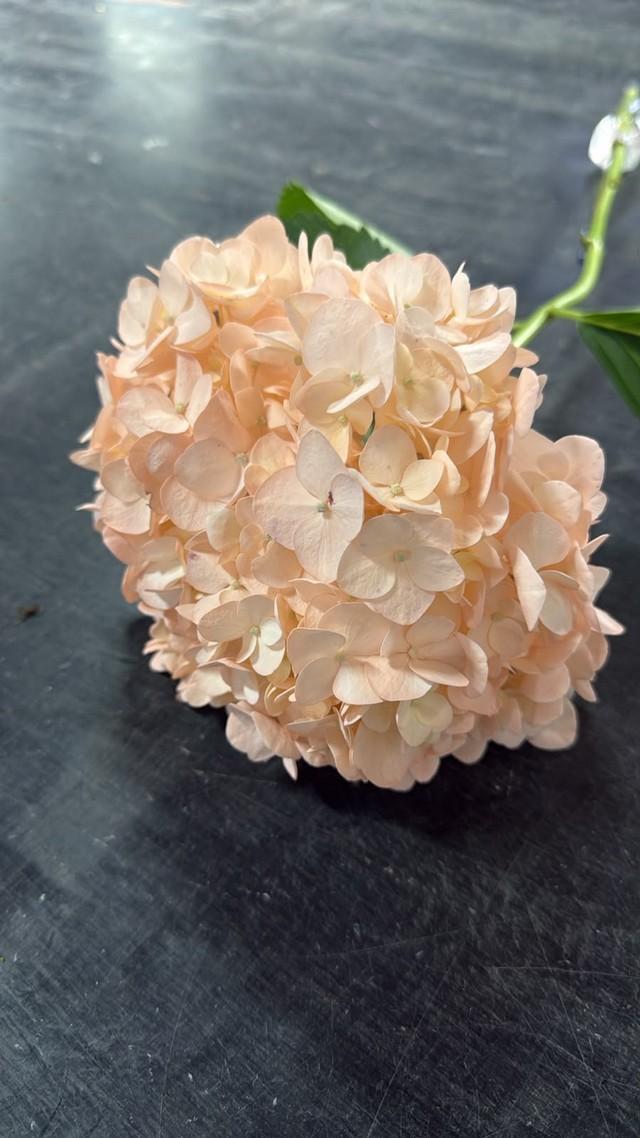 Срезанные цветы оптом Hydrangea rosewood от 30шт из Голландии с доставкой по России