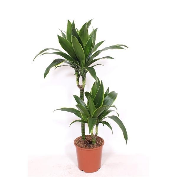 Горшечные цветы и растения оптом Drac Arturo 45-15 от 1шт из Голландии с доставкой по России