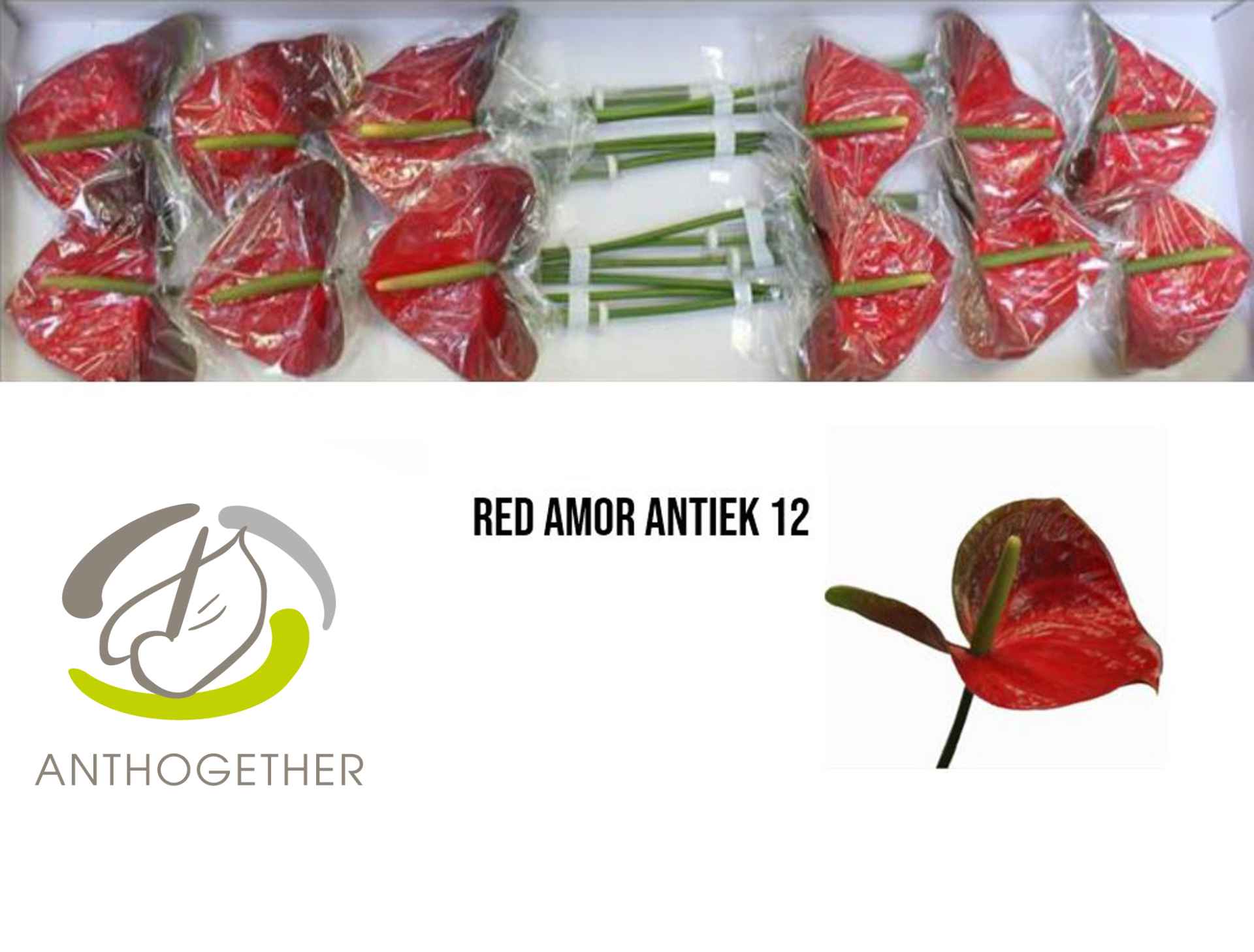 Срезанные цветы оптом Anthurium red amor от 12шт из Голландии с доставкой по России