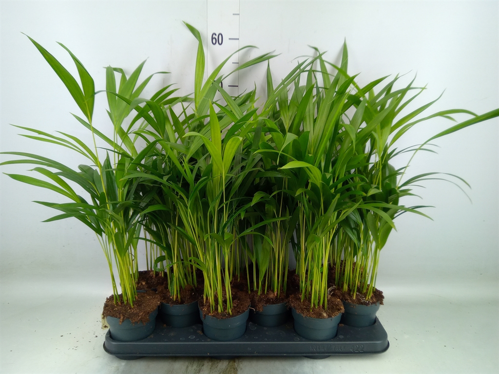 Горшечные цветы и растения оптом Dypsis Lutescens   ...chrysalidoca от 12шт из Голландии с доставкой по России