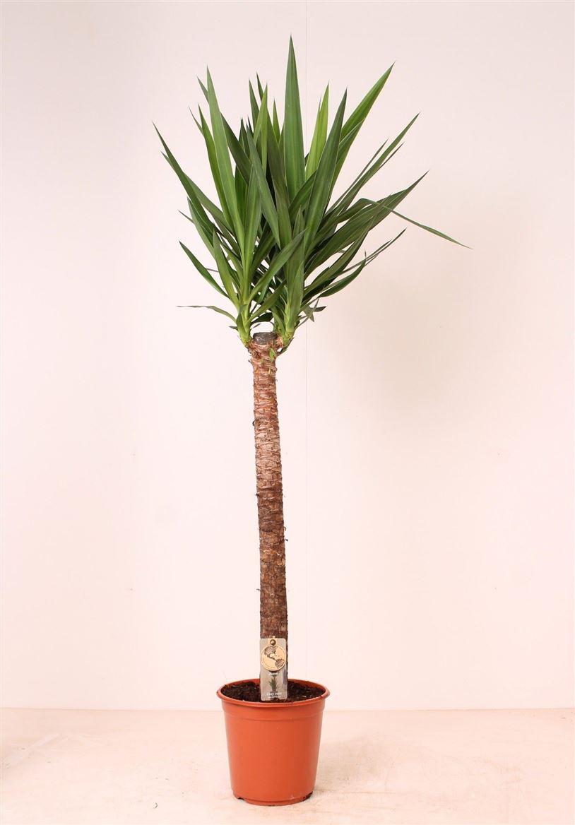 Горшечные цветы и растения оптом Yucca 90cm Stem от 1шт из Голландии с доставкой по России