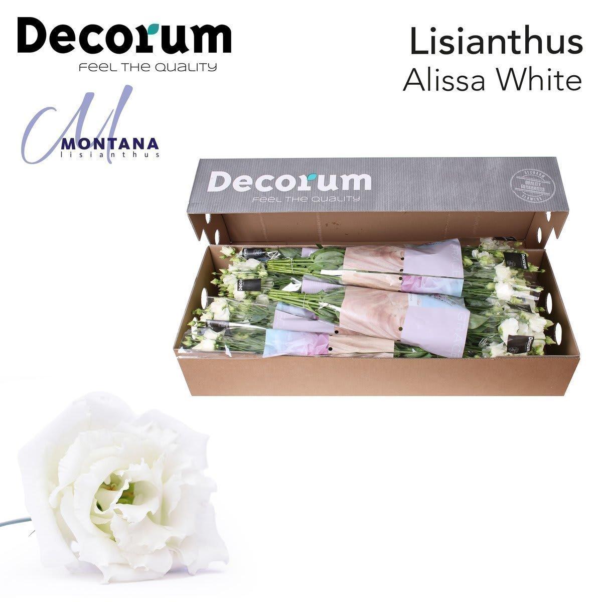 Срезанные цветы оптом Lisianthus do alissa white A от 40шт из Голландии с доставкой по России