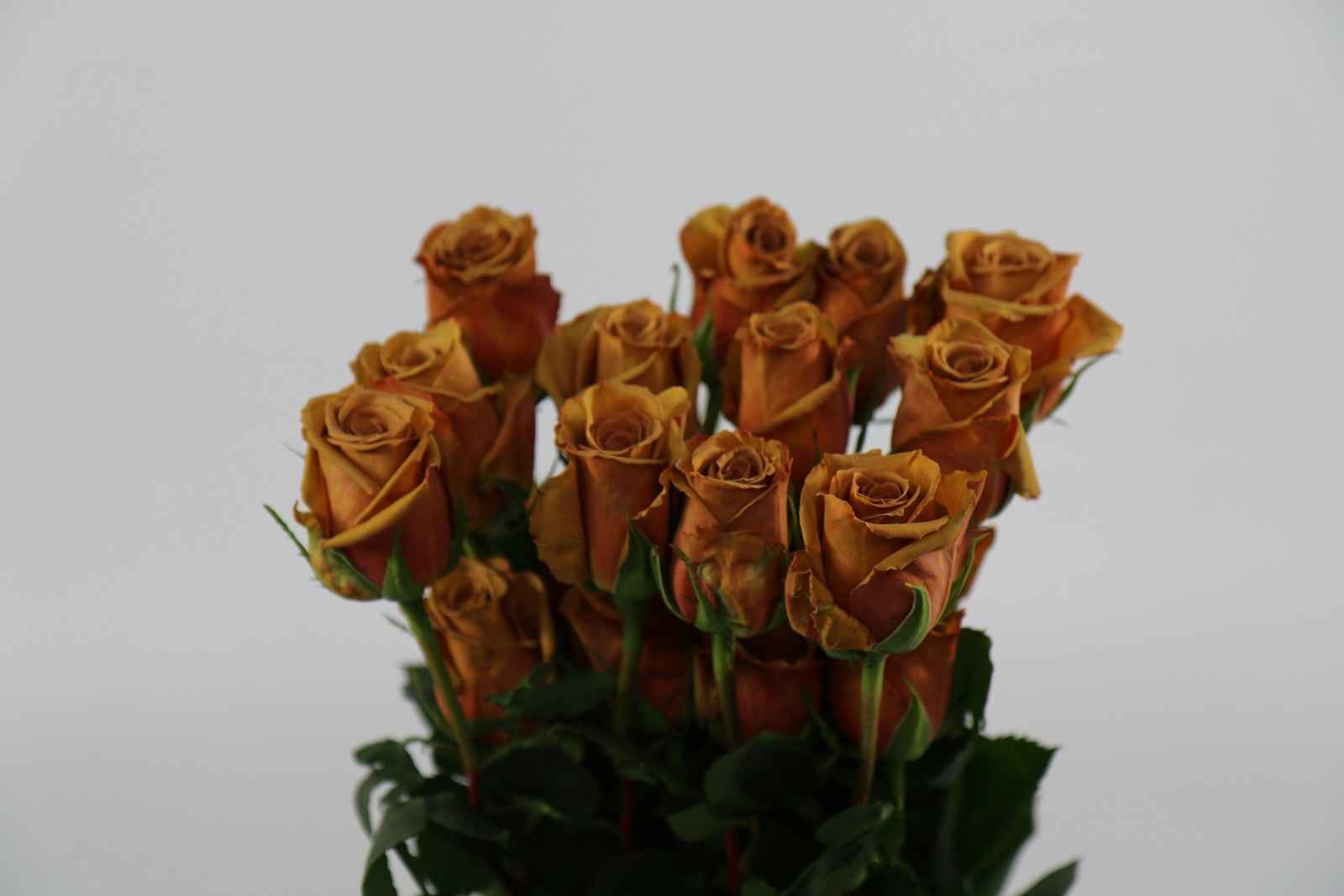 Срезанные цветы оптом Rosa ec toffee от 40шт из Голландии с доставкой по России