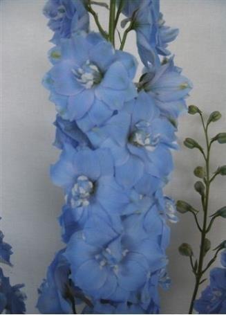 Срезанные цветы оптом Delphinium do magic fountains skyblue whitebee от 40шт из Голландии с доставкой по России