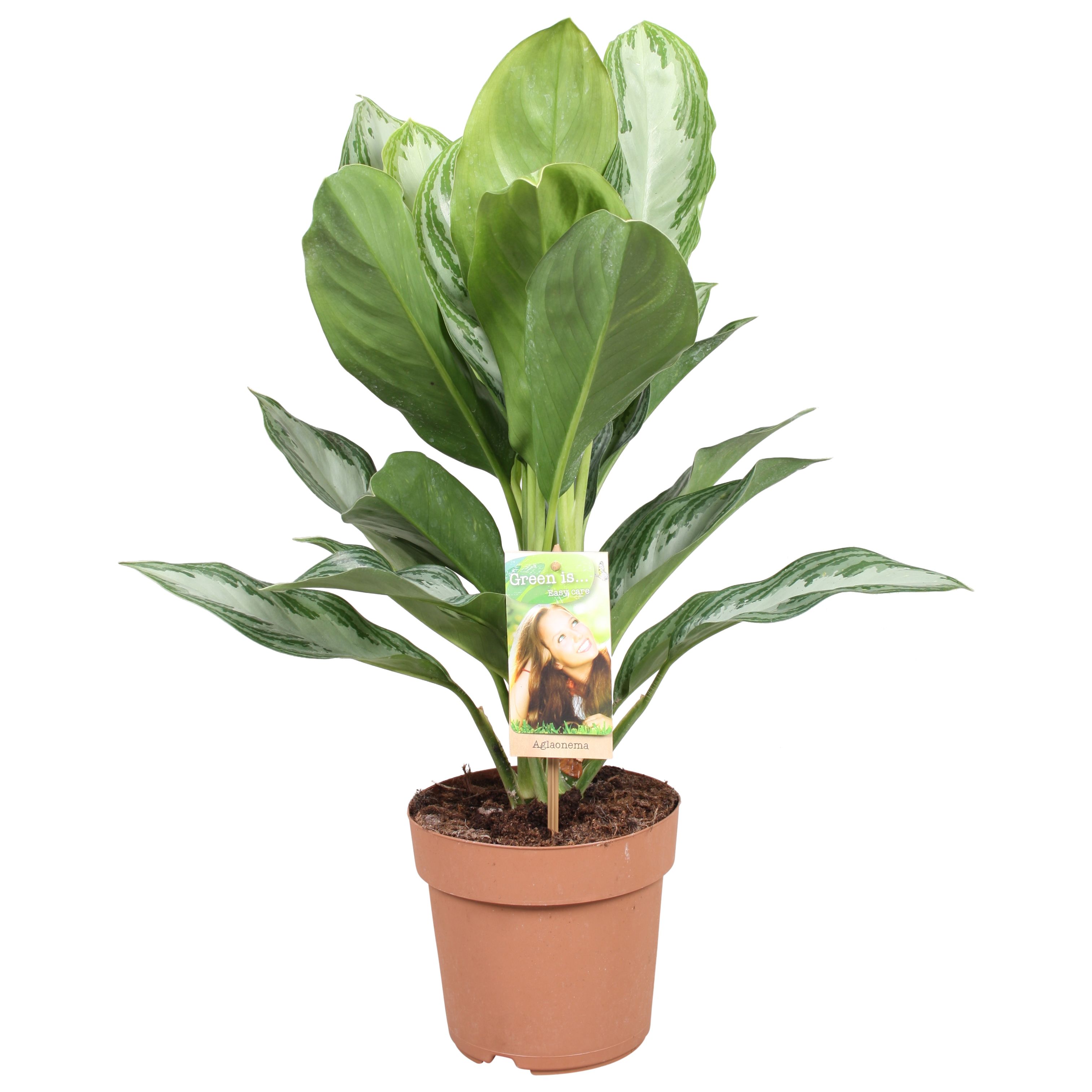Горшечные цветы и растения оптом Aglaonema Silver Bay от 1шт из Голландии с доставкой по России