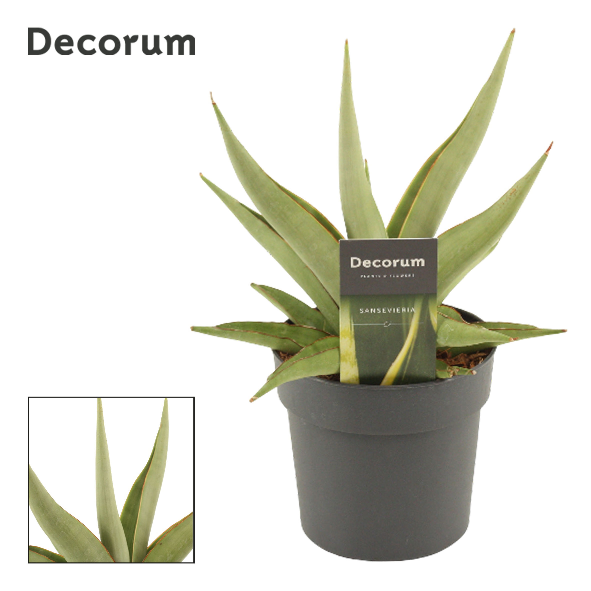 Горшечные цветы и растения оптом Sansevieria Platinum Crown (decorum) от 6шт из Голландии с доставкой по России