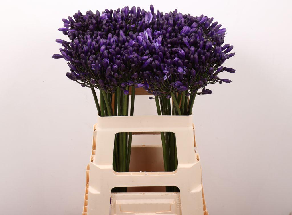 Срезанные цветы оптом Agapanthus everpanthus poppin star от 40шт из Голландии с доставкой по России