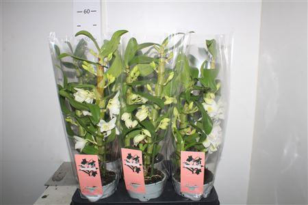 Горшечные цветы и растения оптом Dendr N Sc Apollon 2 Branches от 6шт из Голландии с доставкой по России